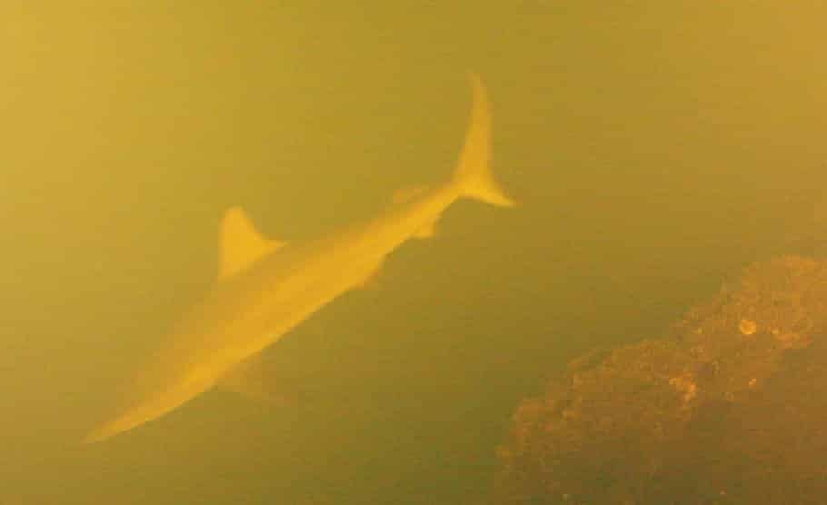 Tubarões no “Sharkcano”: quando a vida insiste em nadar dentro de um vulcão