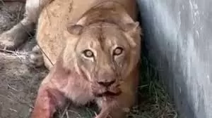 Leoa ficou 'estressada' e 'em choque' após invasão de jaula em zoológico, diz veterinário do Parque da Bica