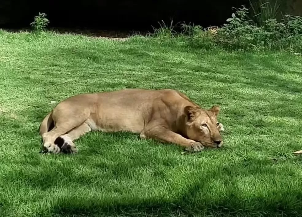 Leoa que matou jovem não será sacrificada; ela tem 19 anos e nasceu em zoológico